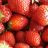Erdbeeren | Hochgeladen von: Sandra Winkler