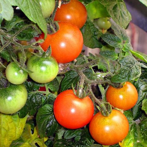 Tomaten, frisch | Hochgeladen von: swainn