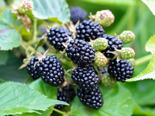 Brombeeren von leonievictoriakub | Hochgeladen von: leonievictoriakub