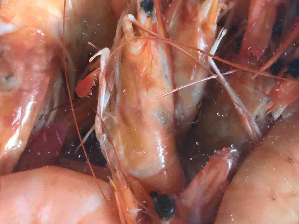 Garnelen/Shrimps, Frische  in Schale mit Kopf von Majumana | Hochgeladen von: Majumana