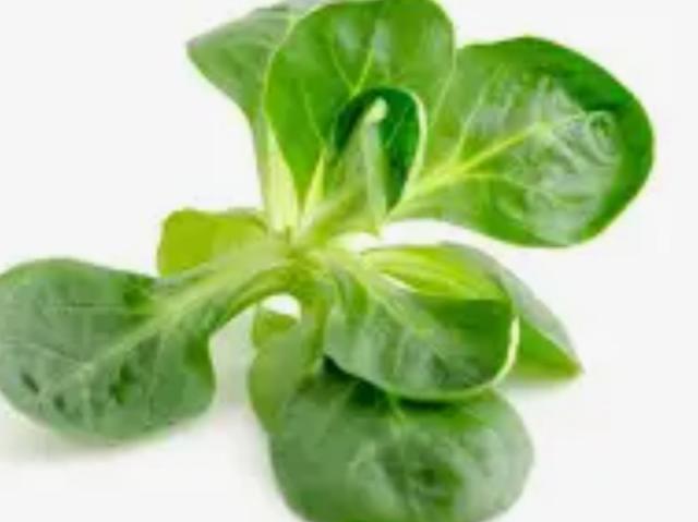 Ackersalat von Alysandra | Hochgeladen von: Alysandra Ackersalat von Alysandra | Hochgeladen von: Alysandra