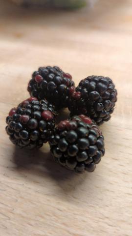 Brombeeren by mr.selli | Hochgeladen von: mr.selli