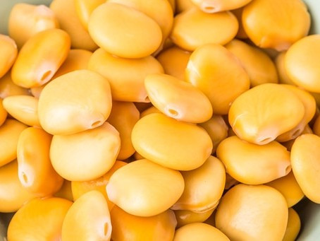 Lupine, roh von MBO2023 | Hochgeladen von: MBO2023 Lupine, roh von MBO2023 | Hochgeladen von: MBO2023