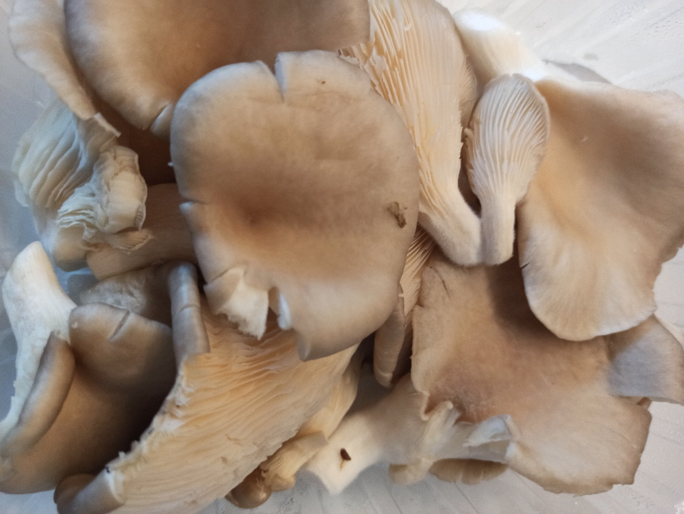 Asiatische Austern Pilze von Kubanella | Hochgeladen von: Kubanella