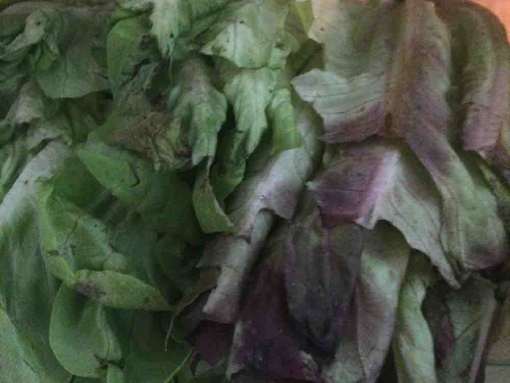 Gemischter grüner Salat von anitalawender313 | Hochgeladen von: anitalawender313