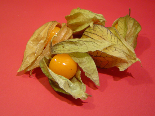 Physalis | Uploaded by: Thomas Bohlmann