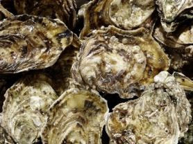 Auster, Ostreidae, Pazifische Auster, Felsenauster, fris | Hochgeladen von: Bauigel