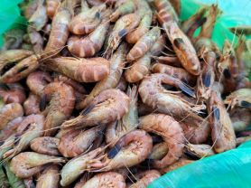Nordseekrabben (Granat) Krabbenfleisch frisch gepult, Fisch | Hochgeladen von: Yvonne101