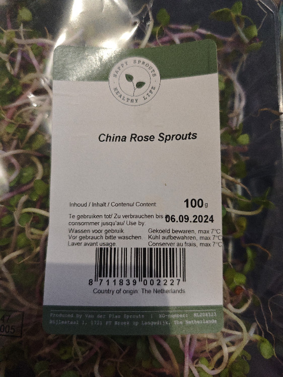 China Rose Sprouts von tenshi_no_hoshi@hotmail.de | Hochgeladen von: tenshi_no_hoshi@hotmail.de