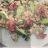 Lachstatar mit Avocado und Radicchio Salar von Spargeletti | Hochgeladen von: Spargeletti