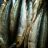 Sprotten, geräuchert (Ostsee Fisch) | Hochgeladen von: Ramonikaa