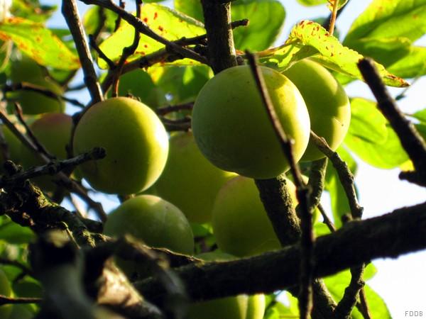 Gelbe Pflaumen, frisch am Baum | Hochgeladen von: swainn