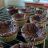 Brownie Muffins von ayline | Hochgeladen von: ayline