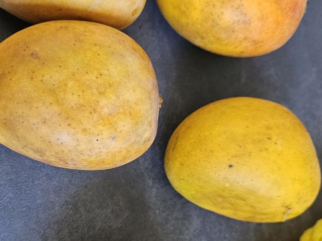 Alphonso Mangoes, Indian by kajal jain | Uploaded by: kajal jain Alphonso Mangoes, Indian by kajal jain | Uploaded by: kajal jain
