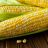 Zuckermais frisch gegart, ganzer Maiskolben | Hochgeladen von: Ennaj