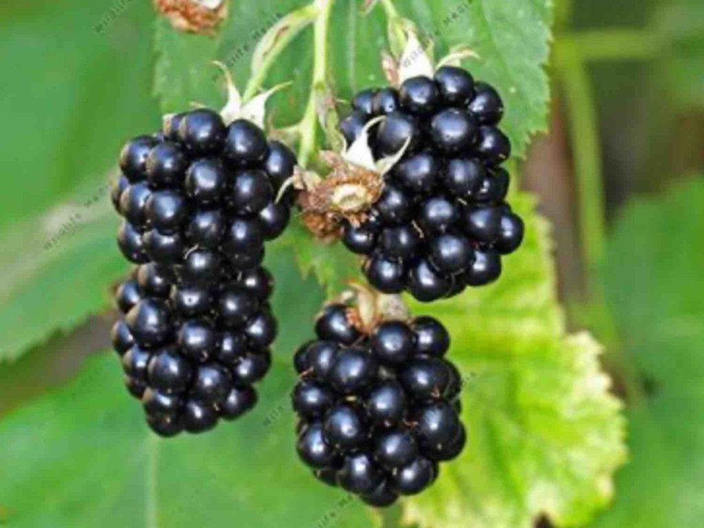 Brombeeren, frisch von EnimoSE08 | Hochgeladen von: EnimoSE08