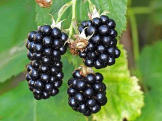 Brombeeren, frisch von EnimoSE08 | Hochgeladen von: EnimoSE08