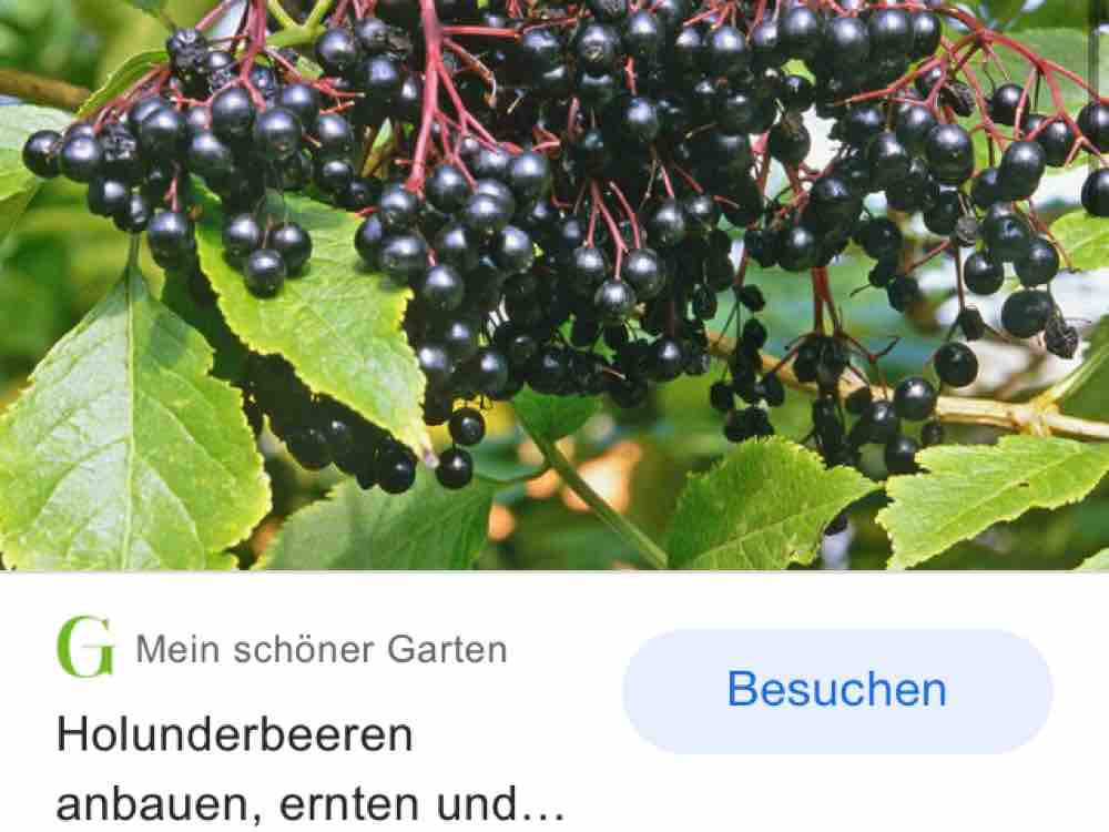 Holunderbeere frisch von Cabriogirl | Hochgeladen von: Cabriogirl