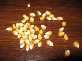 Popcorn Mais, getrocknet | Hochgeladen von: Curlysue