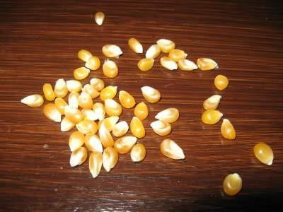 Popcorn Mais, getrocknet | Hochgeladen von: Curlysue