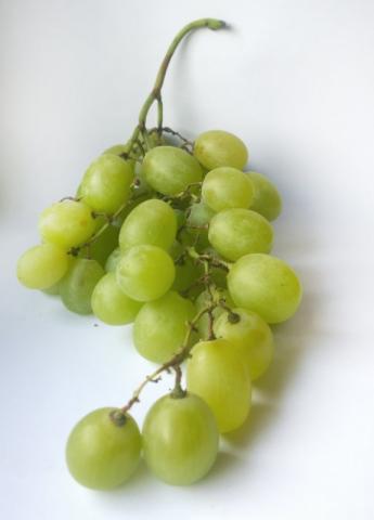 Weintrauben, weiß, frisch | Hochgeladen von: Lillivanilli