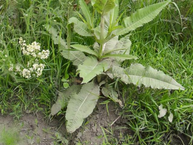 Hochgeladen von: messimo Hochgeladen von: messimo