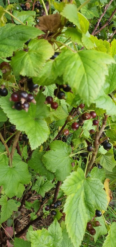 Schwarze Johannisbeeren von Quantos | Hochgeladen von: Quantos