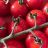 Cherry Dattel Tomate von Diandra | Uploaded by: Diandra