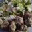 Hackbällchen in Senfsoße mit Gemüsereis von caansta | Hochgeladen von: caansta