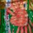 Imitation Snow Crab Legs - Surimi, Surimi Krebsfleisch Imitat vo | Hochgeladen von: honeypie66