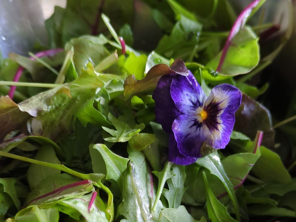 Salatmix mit Blüten Edeka, 0 von fresssack | Hochgeladen von: fresssack