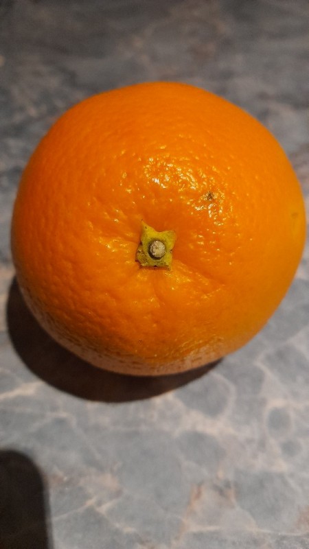 Apfelsine, frisch von Thomas von Nohfelden | Hochgeladen von: Thomas von Nohfelden