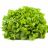 Eichblattsalat, frisch | Hochgeladen von: julifisch