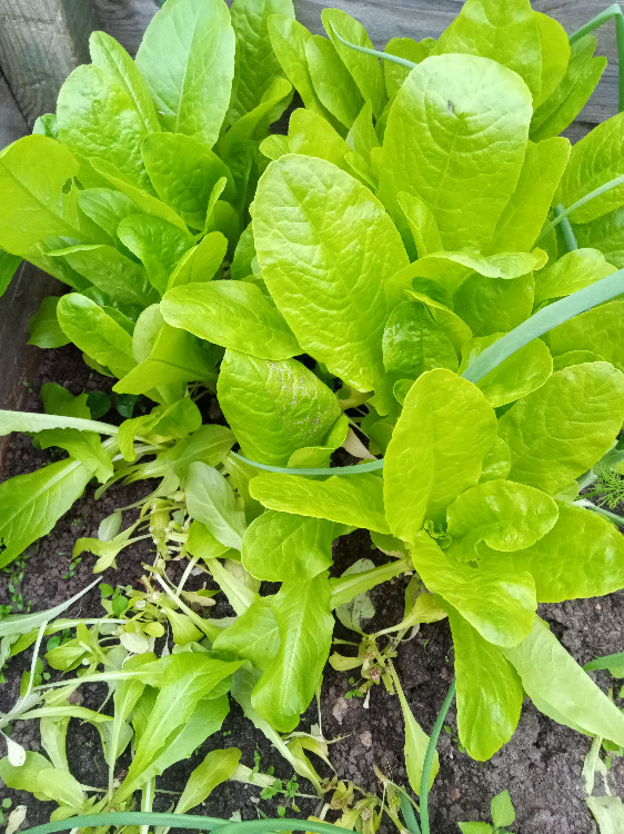 Schnittsalat von seemoeve | Hochgeladen von: seemoeve