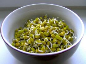 Beansprouts, Mungobohnenkeime | Hochgeladen von: Meleana