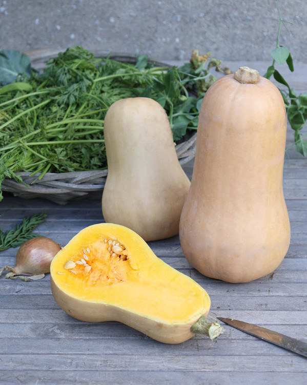 Butternut Kürbis von Silvan | Hochgeladen von: Silvan