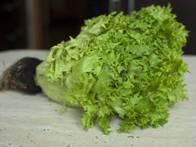 Frisée, frisch | Hochgeladen von: j.zels