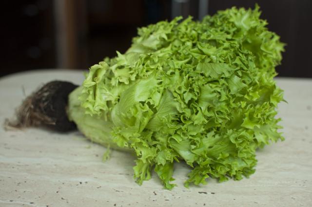 Frisée, frisch | Hochgeladen von: j.zels