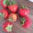 Erdbeeren by beispie | Hochgeladen von: beispie