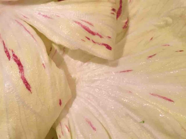 Salat-lust knackiger Lollo Rossa, milder Romana, feiner roter Ma | Hochgeladen von: andreasmartich