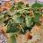 Hausgebackene Steinofenpizza, mit Lachs & Spinat von pergman | Hochgeladen von: pergman