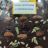Nüsse und Früchte auf Edelbitterschokolade von porcupineofthemoo | Hochgeladen von: porcupineofthemoon
