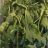 Rucola Salat , Gemüse  von BGCAPO | Hochgeladen von: BGCAPO