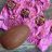 Milk chocolate truffles von Susanne Simon | Hochgeladen von: Susanne Simon