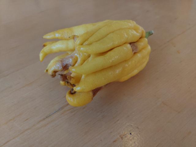 Buddhas Hand, besondere Zitronenart ohne Saft von Cleolee | Uploaded by: Cleolee