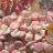 Schaum-Pilze von Kraxos | Hochgeladen von: Kraxos