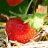 Erdbeeren, frisch | Hochgeladen von: glitzermond