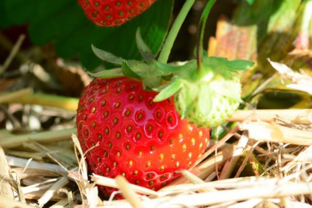 Erdbeeren, frisch | Hochgeladen von: glitzermond