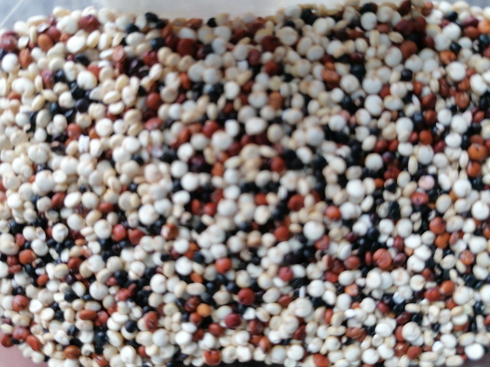 Quinoa Tricolore von 00ooo00 | Hochgeladen von: 00ooo00