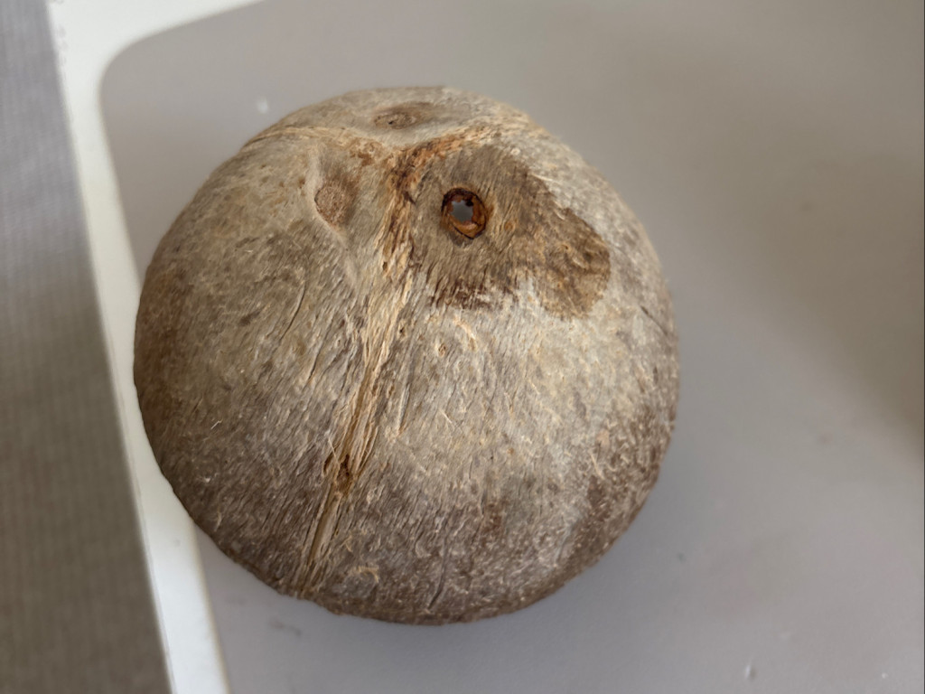Kokosnuss, natur von Marladargewitzde | Hochgeladen von: Marladargewitzde Kokosnuss, natur von Marladargewitzde | Hochgeladen von: Marladargewitzde